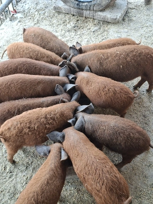 Purcei Mangalița Autentic - imagine 3