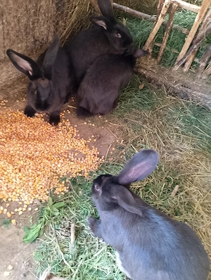 Vând iepuri 4 femele tinere!! - imagine 3