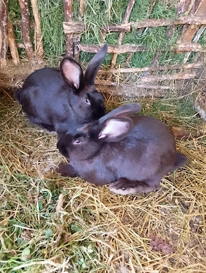 Vând iepuri 4 femele tinere!! - imagine 2