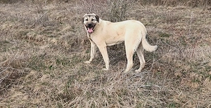 Vând femelă 8 luni  - imagine 2