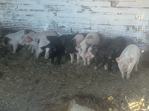 vand purcei de 8 saptamani 8 buc 6 mascuri si 2 fete