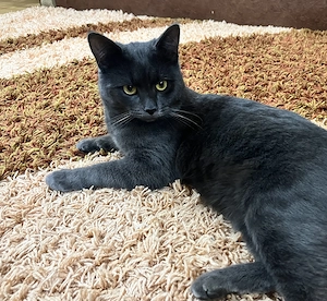 pisoiasi Albastru de Rusia - imagine 4