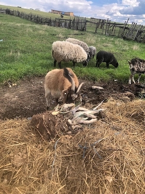 Vand capre gestante , tinere si bune de lapte  - imagine 2