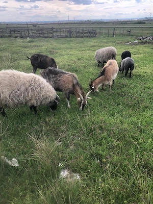 Vand capre gestante , tinere si bune de lapte  - imagine 3