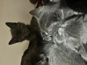 pisoiasi Albastru de Rusia - imagine 2