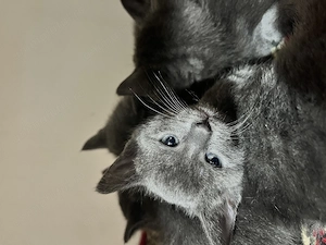 pisoiasi Albastru de Rusia