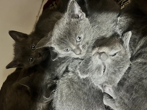 pisoiasi Albastru de Rusia - imagine 3