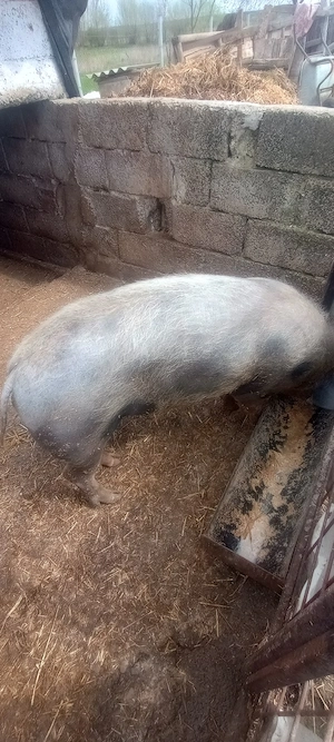 Vând porc de carne  - imagine 2