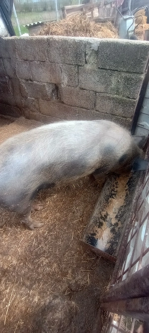 Vând porc de carne  - imagine 3