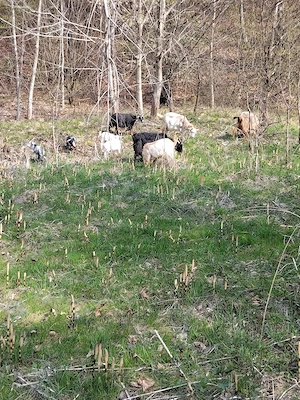 Vând Două capre  - imagine 2