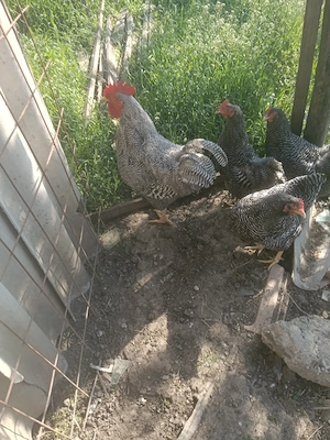 Vind pui rasa playmut - imagine 2