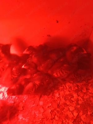 Vind pui rasa playmut