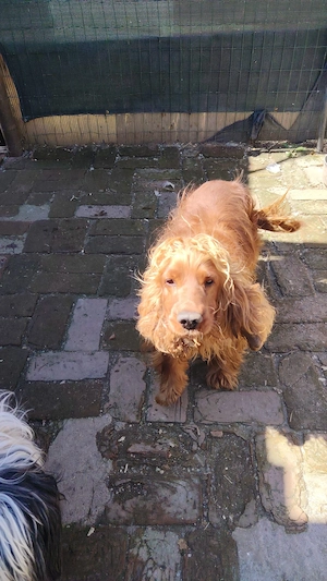 Domez Coker spaniol mascul