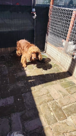 Domez Coker spaniol mascul - imagine 2