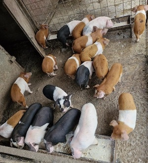 Pregatiti pentru plecare.