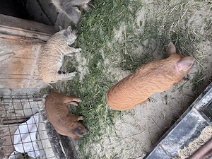 Vând vieruț rasa Mangalița 