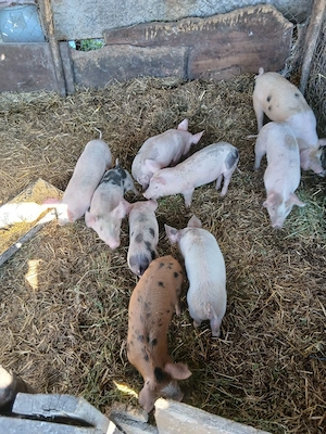 De Vânzare 8 bucăți vacinați 