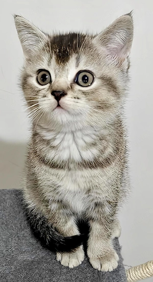 British Shorthair Femela Tabby Maronie  - imagine 3