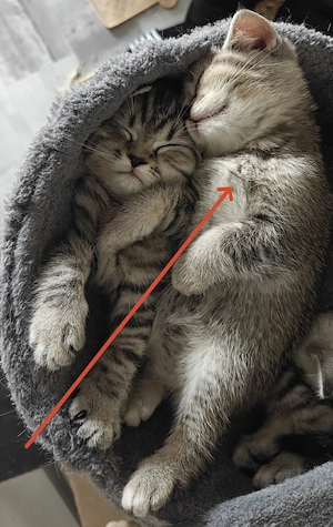 British Shorthair Femela Tabby Maronie  - imagine 4