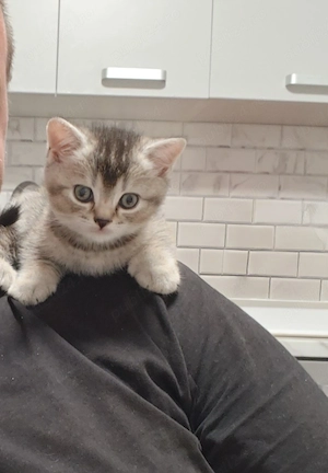 British Shorthair Femela Tabby Maronie 