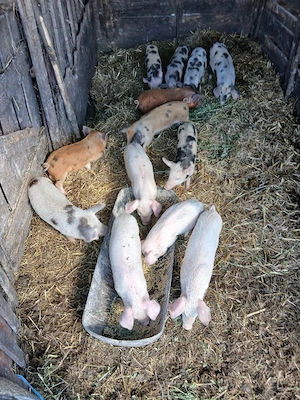 De Vânzare 13 purcei castrați vacinați mânca orice bobe făină etc  - imagine 3