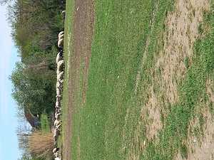 Vând 20 de oi cu miei.