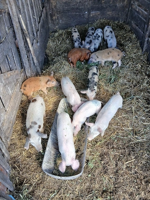 De Vânzare 13 purcei castrați vacinați mânca orice bobe făină etc 