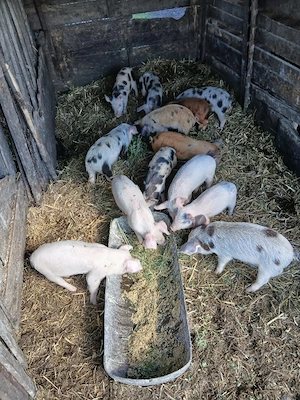 De Vânzare 13 purcei castrați vacinați mânca orice bobe făină etc  - imagine 5