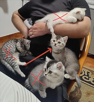 British Shorthair Femela Tabby Maronie  - imagine 5