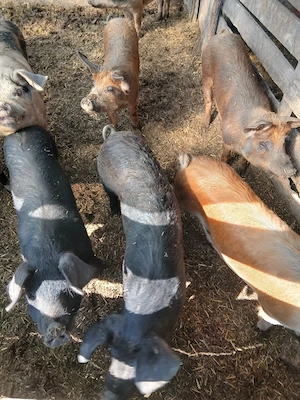 De Vânzare 4 bucăți 70 80 kg una  - imagine 4