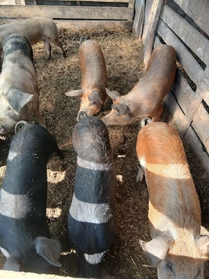 De Vânzare 4 bucăți 70 80 kg una  - imagine 2