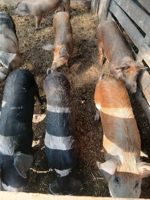 De Vânzare 4 bucăți 70 80 kg una 