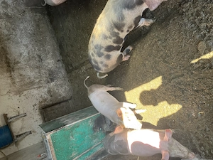 Șoldani de vânzare la 30-40 kg 