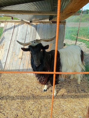 țap monta carpatin românesc .ofer servicii