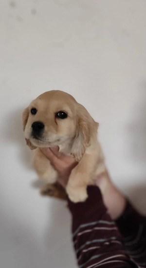 Pui Cocker Spaniel (2 luni si 3 Saptamani ) baiat-AURIU - imagine 2