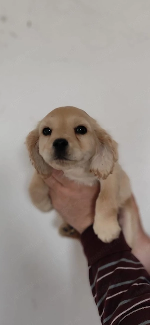 Pui Cocker Spaniel (2 luni si 3 Saptamani ) baiat-AURIU - imagine 5
