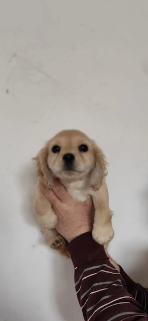 Pui Cocker Spaniel (2 luni si 3 Saptamani ) baiat-AURIU - imagine 3