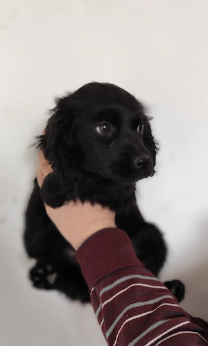 Pui Cocker Spaniel (3 luni i) fetita-neagra  - imagine 2