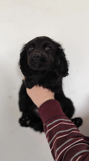 Pui Cocker Spaniel (3 luni i) fetita-neagra  - imagine 3