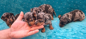 Teckel pitic si caninchen - imagine 3