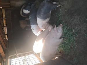 Vand porci intre 120 150 kg