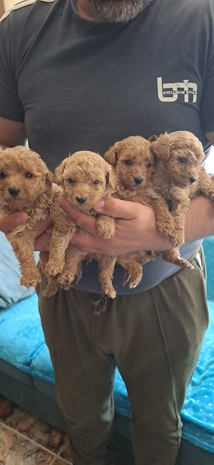 Pudel pitic cu pedegree