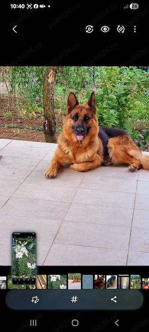 Căței ciobănesc german  - imagine 3