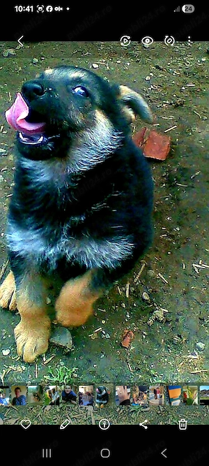 Căței ciobănesc german 