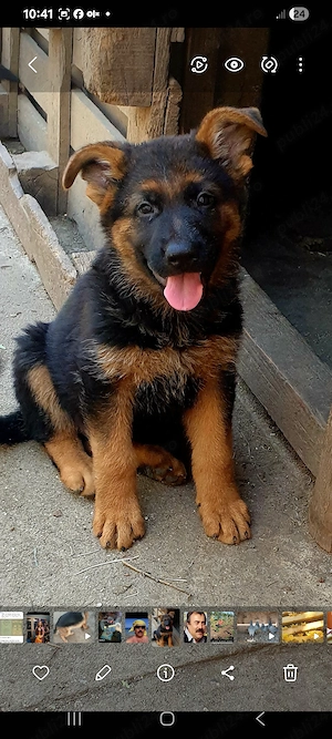 Căței ciobănesc german  - imagine 2