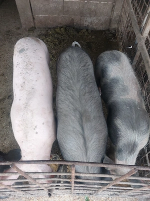 porci de vânzare intre 80-110 kg. - imagine 3