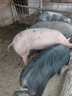 porci de vânzare intre 80-110 kg. - imagine 2