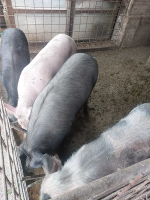 porci de vânzare intre 80-110 kg. - imagine 4