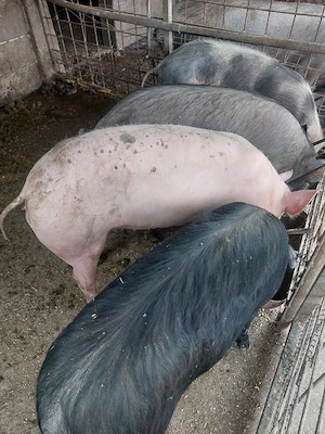 porci de vânzare intre 80-110 kg. - imagine 5