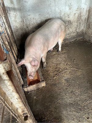 purcea landrace cu marele alb